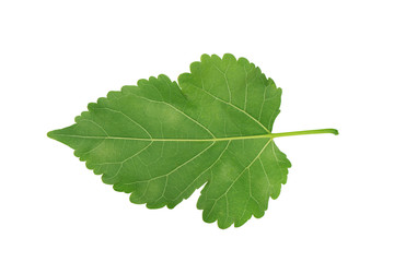 serrated green leaf isolated on white background.