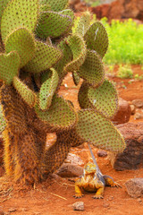 Galapagos Land Iguana sitting under cactus on North Seymour isla