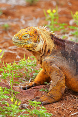 Galapagos Land Iguana on North Seymour island, Galapagos Nationa