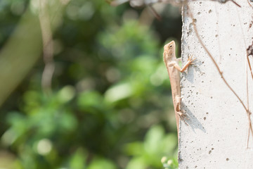 Thailand chameleon on a cement pole.