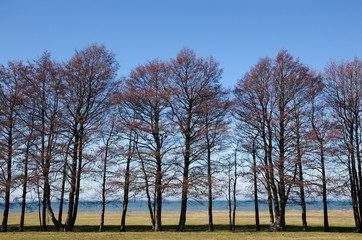 Trees by the waterfront view