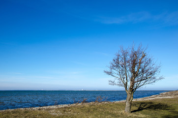 Fototapeta na wymiar Lone tree by the coastline