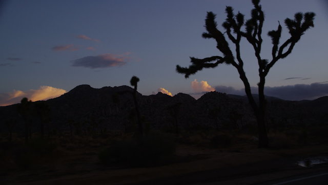 Driving by Joshua trees at sunset