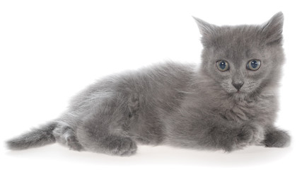 Small gray long haired kitten lie