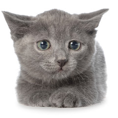Frightened gray kitten lay