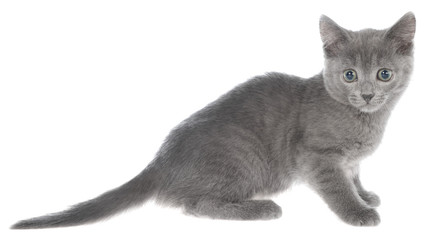 Shorthair kitten