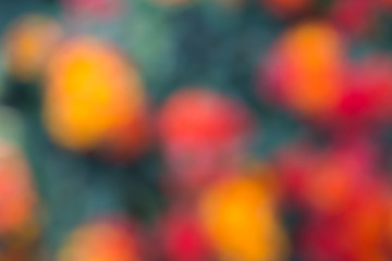 West Indian Lantana Flower Background. blur style.