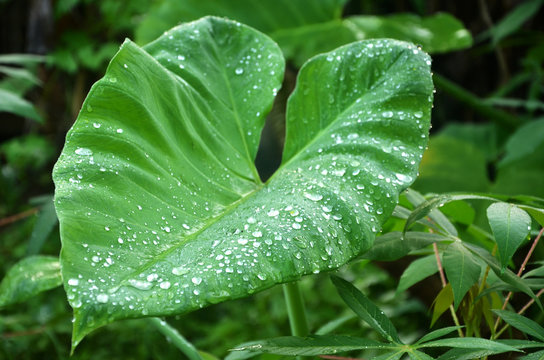 Taro Leaves And Morning Dew