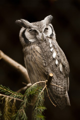 Horned Owl Photo