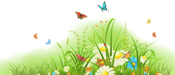 Fototapeta na wymiar Spring and summer meadow banner with grass, colorful flowers and butterflies