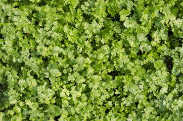 The field of green coriander.
