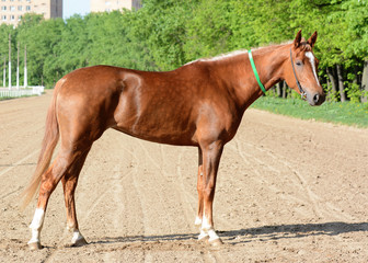 Conformation of red arabian racehorse mare 