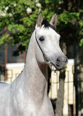 Portrait of gray arabian stallion 