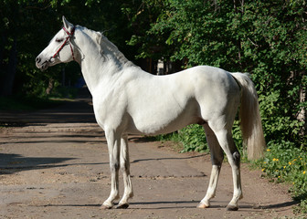 Obraz na płótnie Canvas Conformation of gray arabian stallion in red bridle on green background