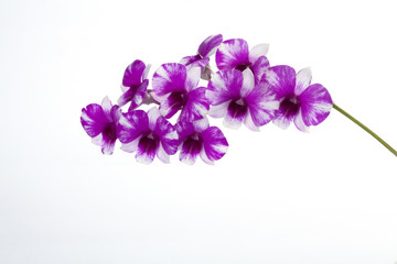 Fototapeta na wymiar The orchid Dendrobium