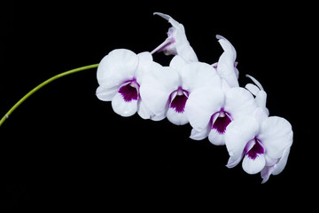 The orchid Dendrobium