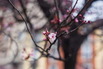 Flower blossom on a tree