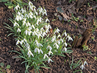 Schneeglöckchen, Galanthus, Snowdrops