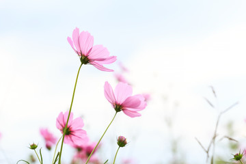 Autumn cosmos flowers.