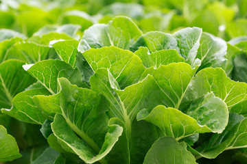 Fresh hydroponics vegetable.