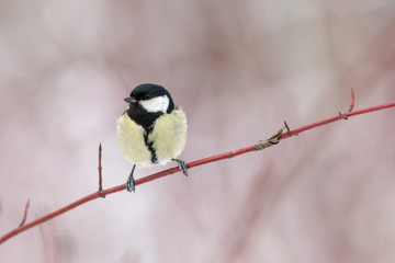 Portrait of a tit on a branch