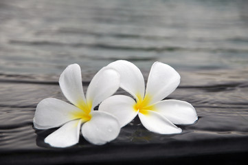 Frangipani flowers in tropic Thailand