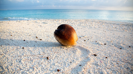 Kokosnuss am Strand