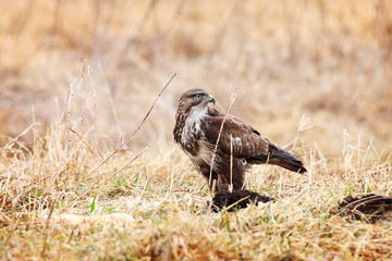 common buzzard in grass