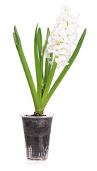 Bright white hyacinth