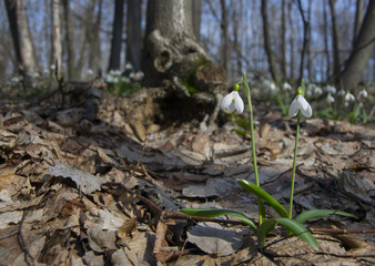 Naklejka na ściany i meble Couple of snowdrops in spring forest
