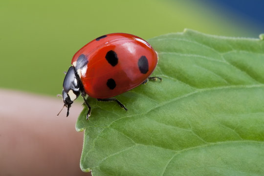 red ladybug on leaf