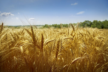 Field of ripe wheat