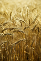 Field of ripe wheat