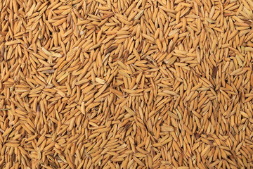 Paddy rice background texture.
