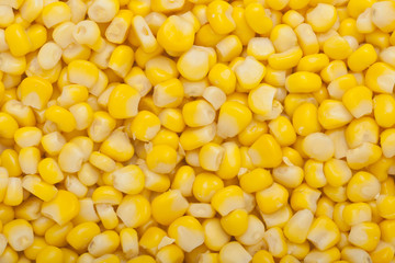 Corn kernel