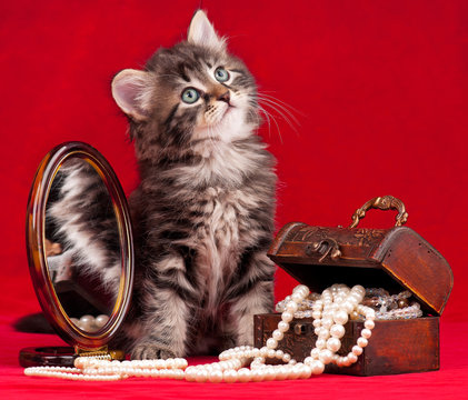 Cute siberian kitten