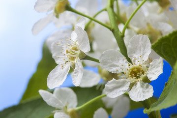 spring flower on sky beckground