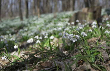 Carpet of snowdrops Galanthus plicatus in spring forest