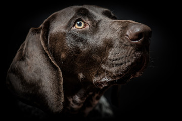 Purebred German pointer dog posing over dark / black background. Studio shot.