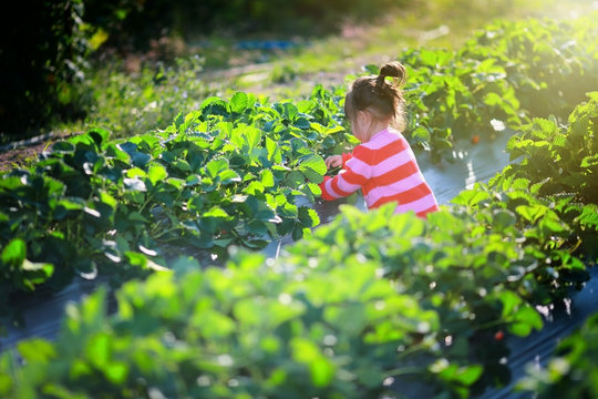 Girl in strawberry field