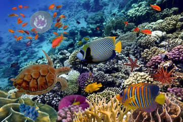 Fototapety  Kolorowa rafa koralowa z wieloma rybami i żółwiem morskim