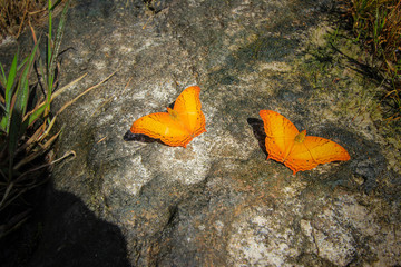 Twin butterfly on a rock