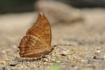 Close up of Tawny Rajah puddling on the ground in nature