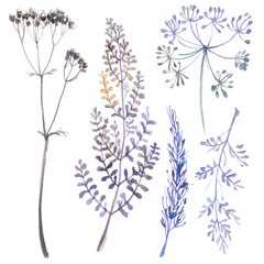 A set of herbs and flowers hand-painted watercolor. Botanical drawings. Flowers on a white background.