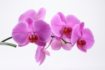 Naklejka na ściany i meble Orchid 