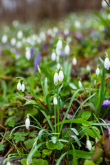 First spring flowers (crocus and snowdrop) grow in wet grass