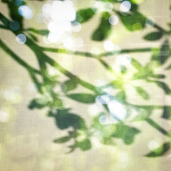 shadow of tree