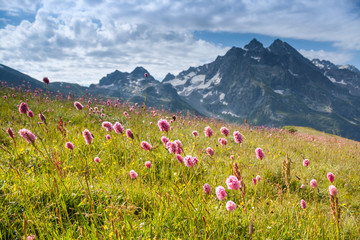 Alpine meadow mountains in the background. Caucasus.