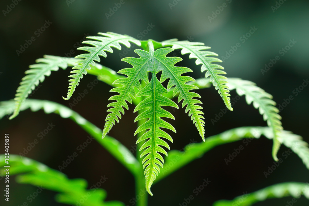 Poster bent fern leaf for pattern