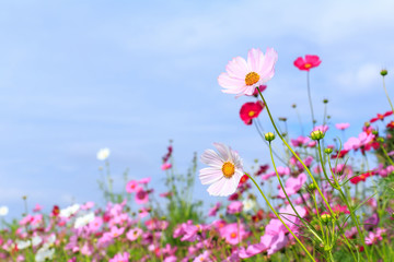 Cosmos flowers in autumn.